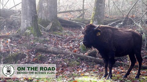 Bunnies, Trains, and... Bison? | Eastern Bison Association at Buffalo Creek Vacations.