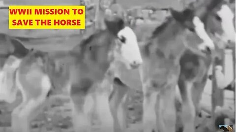 WWII Mission To Save Horses Succeeded - During The War Over 6000 Horses Died Each Month