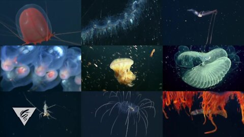 Life in the depths of the ocean.
