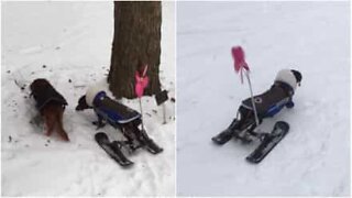 Cadela paralítica recebe esquis para andar na neve