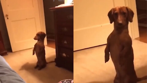 Puppy stands in a hilarious way~~