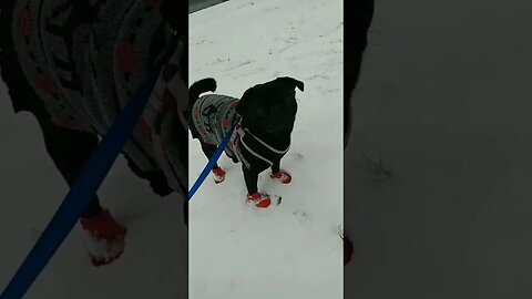 cutedog with his stylish snow boots #pug #pugshorts # doglovers