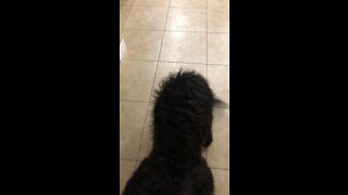 How to stop a crazy Golden Doodle