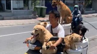 Man rides motorcycle with six dogs