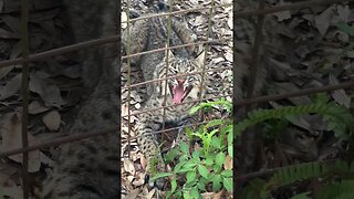 #301 Twitchy Tail + Wiggly Tongue = Silly Flint Bobcat