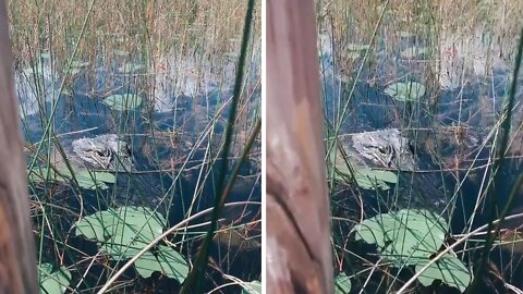 Gator hilariously surprises woman with super fast surprise attack