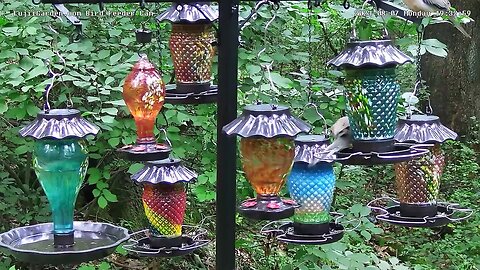 LujiiGarden.com feeders at dusk with LED's on and bird feeding 8/7/2023