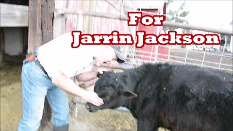 Jarrin Jackson (Live Local) "Gnaw on a Cow" Challenge (Wapp Howdy)