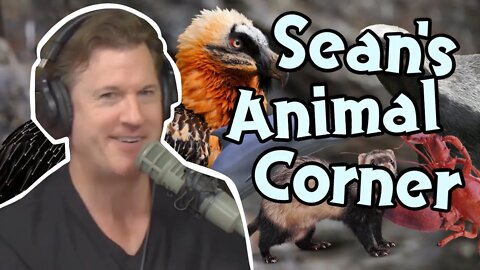 Sean's Animal Corner (Episode 315)
