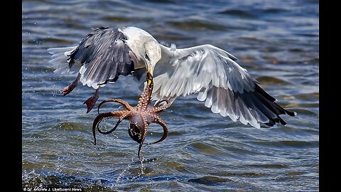 Nature's Epic Clash: Eagle vs. Octopus - A Hunter's Tale!!