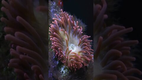 Coral Reef Clown Fish - Underwater3