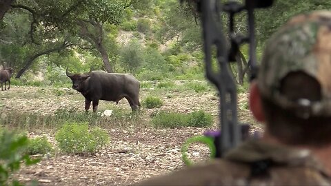 Bowhunting For Water Buffalo