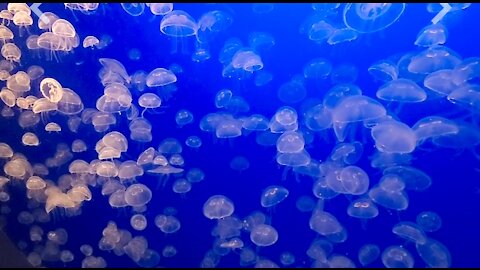 jellyfish or sea jellies