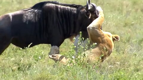 Lions in Action || Lions hunting Wildebeest in Serengeti [2020]