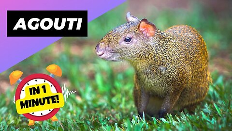Agouti - In 1 Minute! 🐿️ The Mind-Blowing Memory Creature! | 1 Minute Animals
