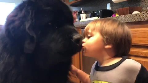 Toddler Kisses Newfoundland And Gets Knocked Over For It