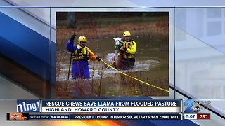 Llama rescued from flooded pasture