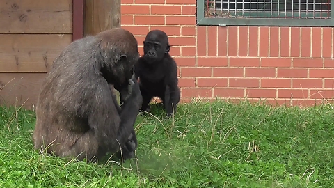 Older Sibling Tries To Harass Baby Gorilla, Gets A Taste Of His Own Medicine