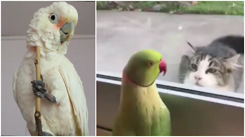 Birds Funny, Cute, Smart and Clever Compilation Videos | Cutest Pets