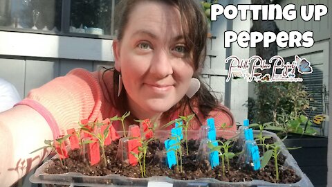 POTTING UP PEPPERS | ZONE 9B CONTAINER GARDEN