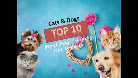 🐈 Cats & Dogs – TOP 10 Most Dog-Friendly Cat Breeds!