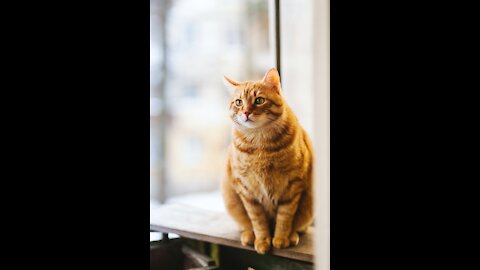 Cat Playing Table Tennis