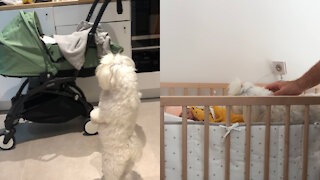 Maltese dogs meeting their baby sister for the firs time.