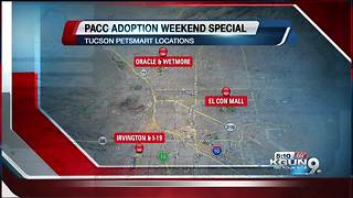 PACC celebrates National Adoption Weekend by waiving adoption fees