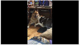 Husky desperately attempts to play with German Shepherd