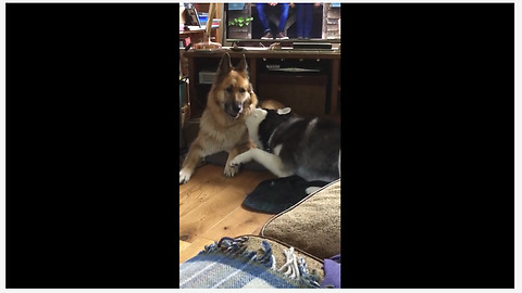 Husky desperately attempts to play with German Shepherd