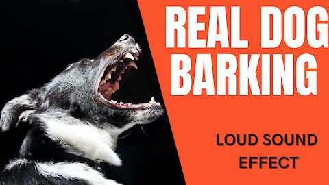 REAL DOGS BARKING To Make your Dog Bark 2021 | Sound Effects [High Quality] - #1 No Copyright