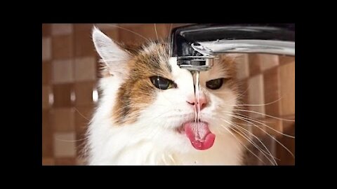 Cute Cats Video to Make You Laugh 😀