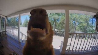 Juvenile Bear Rings Doorbell