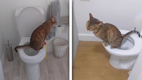 Clever cat adorably uses toilet like a human