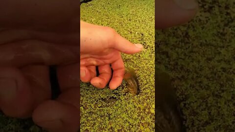 Cute large tadpole (bullfrog tadpole) ||baby frog|| #shorts