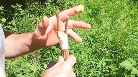 HOW TO DO BARK GRAFTING ON A WILD PEAR TREE