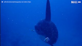 Mergulhador filma imagens incríveis de enorme peixe-lua