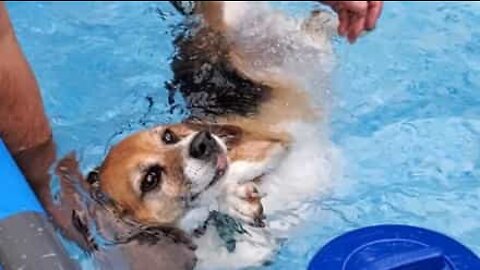 Cadela quer apenas boiar na piscina