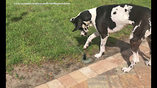 Funny Great Dane Plays In the Sprinklers