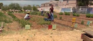 Gardening for your mental health