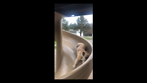 Baby and Frenchie playing on the slide