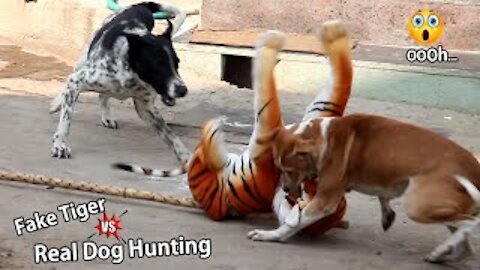pranks dog with fake tiger.