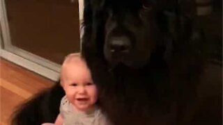 L'amitié adorable entre un gros chien et un bébé