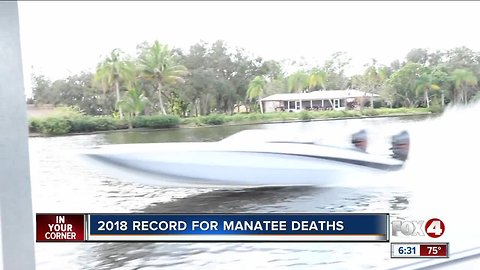 Manatee Tour Guide gives solutions to manatee death toll
