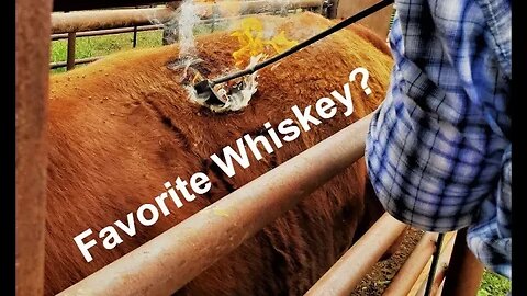 Favorite Whiskey (In the Chute - Round 139)