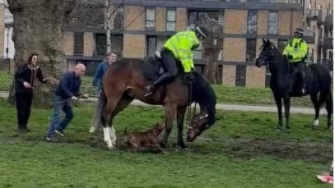 Ponytail Police Lets Dog Chew Up Her Horse - Pesky Citizens Saves The Horse