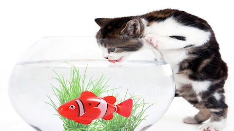 Funny cat and fish fight each other
