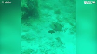 Un poisson-baliste attaque la palme de ce plongeur