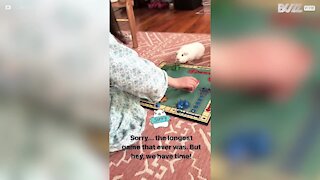 Menina joga jogo de tabuleiro com porquinho-da-índia