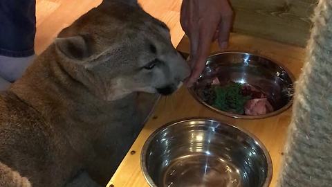 Patient cougar youngster learns some self-control